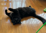 Black Cat Nagi Deco Sticker Sheets
